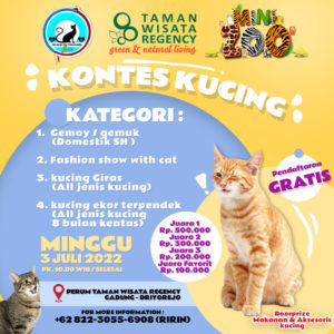 kontes kucing